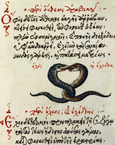 Snake coupling, test and miniature from De animalium natura et proprietate libellus, by Aelianus (2nd-3rd century AD) بواسطة المدرسة اليونانية