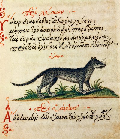 Treatise on Hyena, test and miniature from De animalium natura et proprietate libellus, by Aelianus (2nd-3rd century AD) بواسطة المدرسة اليونانية