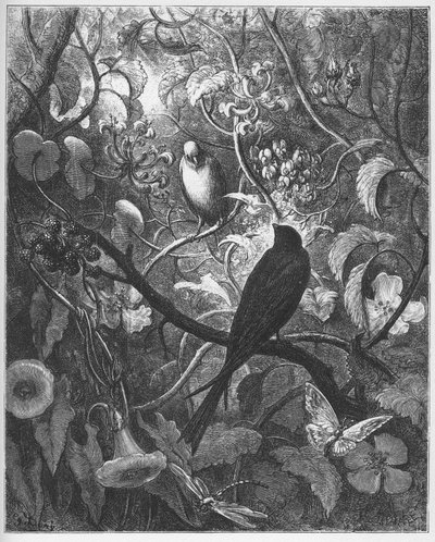 Philomele et Progne - من "Fables" لجين دو لافونتين بواسطة غوستاف دور