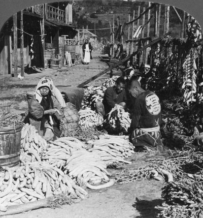 فرز وتعبئة الفجل الياباني دايكون على الواجهة البحرية ، أتامي ، اليابان ، 1906 بواسطة HC الأبيض