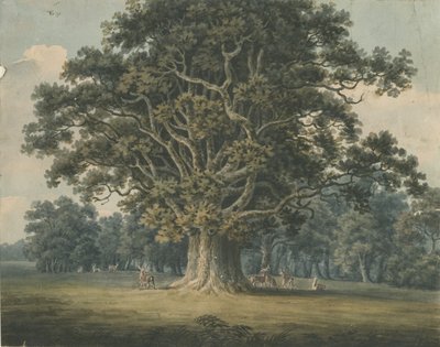 Needwood - Swilcar Oak: لوحة ألوان مائية ، بدون تاريخ [أوائل القرن التاسع عشر] بواسطة H Moore