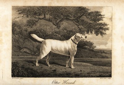 صورة لآخر كلب صيد متبقٍ في بريطانيا عام 1812 مملوكة لشركة هون بواسطة طاهي الموارد البشرية