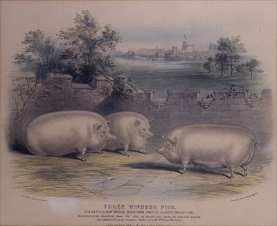 ثلاثة خنازير مُربحة تربيها الأمير ألبرت في قلعة وندسور (نقشها إتش ستافورد (1829) 1843 بواسطة H. Strafford