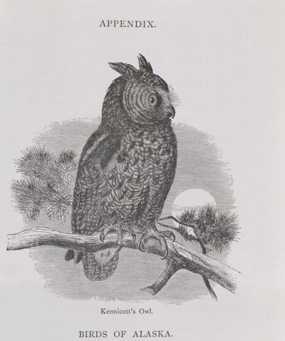 Kennicotts Owl ، من ألاسكا ومواردها ، بقلم ويليام إتش دال ، نقش من قبل HH Nicholls ، حانة. 1870 بواسطة الأب ، إليوت
