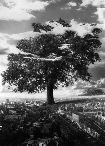 الشجرة في إزلنغتون بواسطة حاج حاج