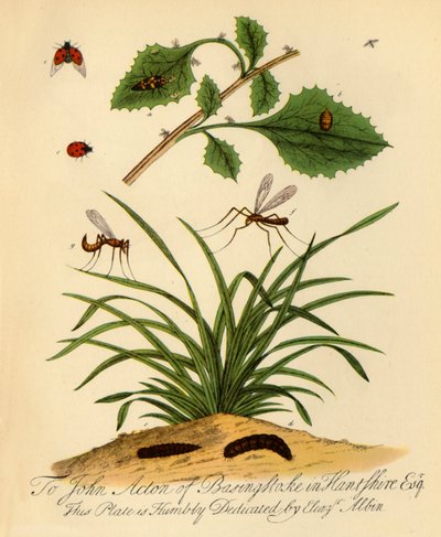 "Ladybird and Daddy-Long-Legs: Coccinella and Tipula oleracea '' ، 1720 ، 1945. بواسطة هاليت