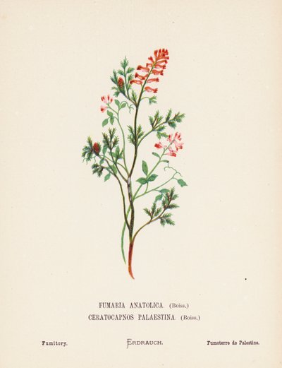  بواسطة هانا زيلر