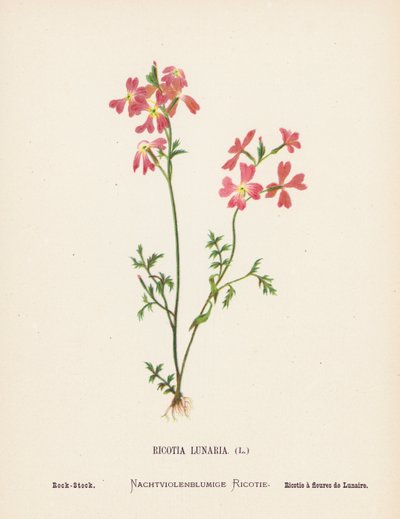  بواسطة هانا زيلر