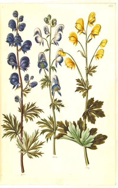 napellus البيش (؟) (Ægte stormhat) ؛ البيش المتنوع ، evt. البيش × cammarum (؟) (broget stormhat ، evt. have-stormhat) ؛ أنثورا البيش (فينبلديت ستورمهات) بواسطة هانز سيمون هولتزبيكر