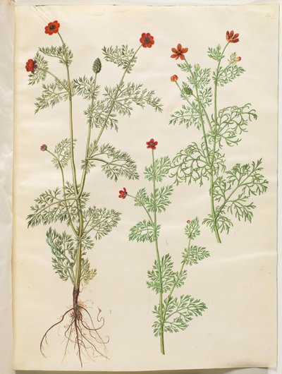 Adonis Annual (høst-adonis) ؛ أدونيس سمر (سومر أدونيس) بواسطة ماريا سيبيلا ميريان