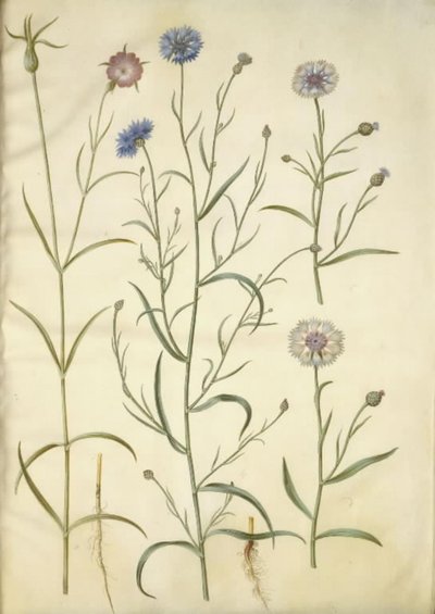 Agrostemma githago (صخرة مشتركة) ؛ قنطريون سيانوس (ردة الذرة) بواسطة هانز سيمون هولتزبيكر