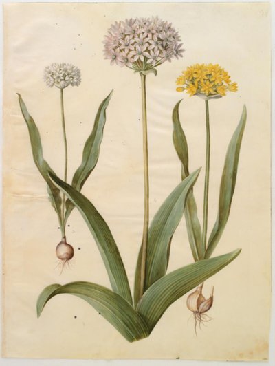 أليوم مولي (بصل ذهبي) ؛ Allium nigrum (بصل أسود) بواسطة ماريا سيبيلا ميريان