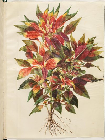 Amaranthus الالوان الثلاثة (ببغاء قطيفة) بواسطة ماريا سيبيلا ميريان
