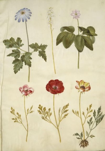 شقائق النعمان أبينينا (Apennines anemone) ؛ Tiarella cordifolia (زهرة رغوة مشتركة) ؛ شقائق النعمان trifolia (شقائق النعمان الثلاثية) ؛ حوذان اسياتيكوس (حديقة الحوذان) بواسطة ماريا سيبيلا ميريان