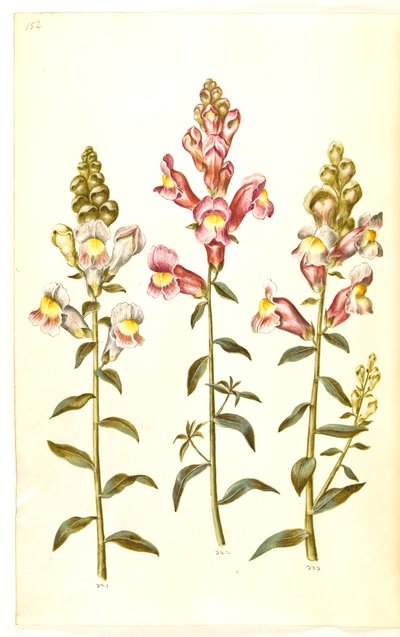 Antirrhinus Majus (have-løvemund) بواسطة ماريا سيبيلا ميريان