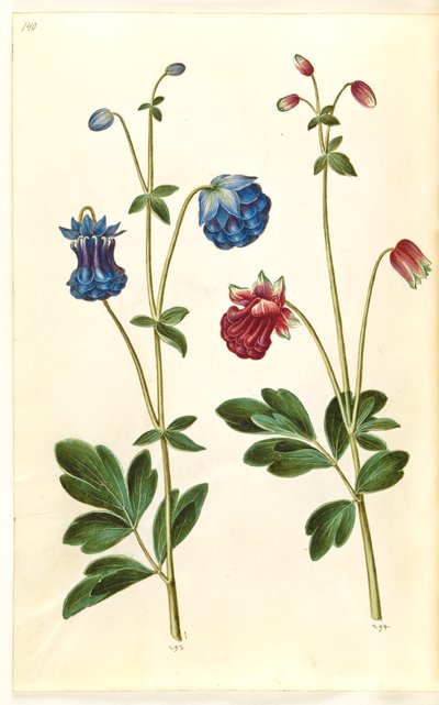 Aquilegia vulgaris (كولومبين شائع) بواسطة ماريا سيبيلا ميريان