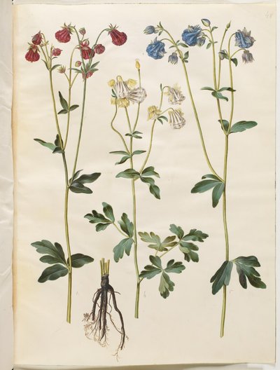 Aquilegia vulgaris (كولومبين شائع) بواسطة هانز سيمون هولتزبيكر
