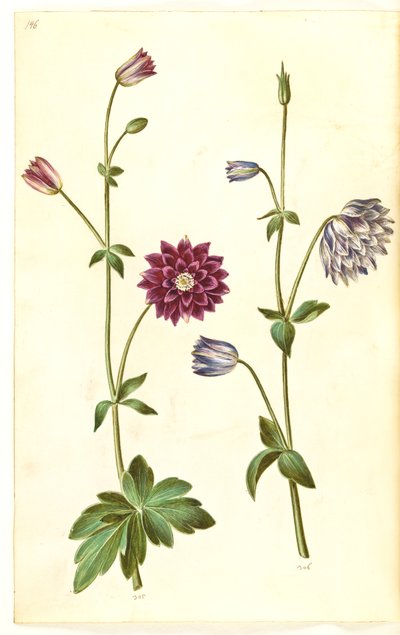 Aquilegia vulgaris (كولومبين شائع) بواسطة هانز سيمون هولتزبيكر