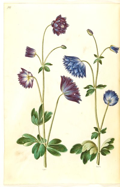 Aquilegia vulgaris (كولومبين شائع) بواسطة هانز سيمون هولتزبيكر