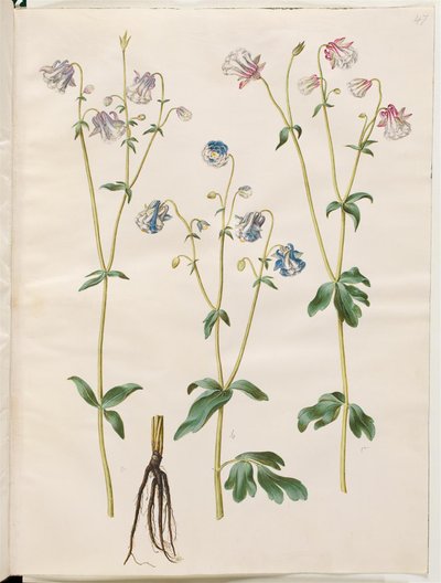 Aquilegia vulgaris (كولومبين شائع) بواسطة ماريا سيبيلا ميريان
