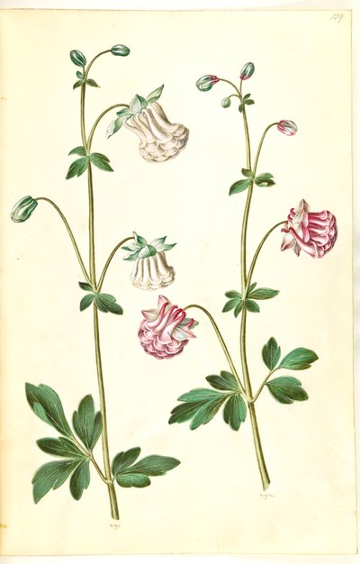 Aquilegia vulgaris (كولومبين شائع) بواسطة هانز سيمون هولتزبيكر