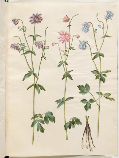 Aquilegia vulgaris (كولومبين شائع) بواسطة هانز سيمون هولتزبيكر