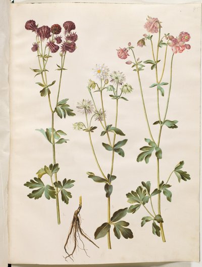Aquilegia vulgaris (كولومبين شائع) بواسطة هانز سيمون هولتزبيكر