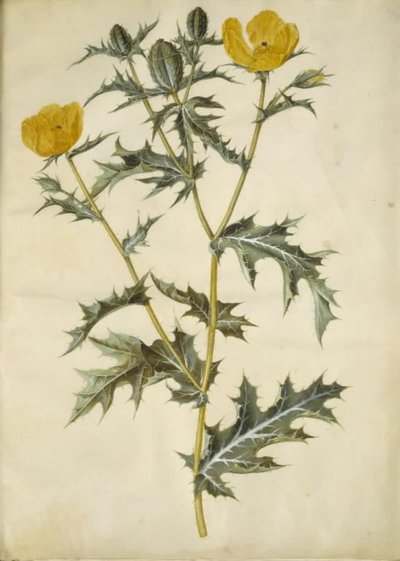 Argemone mexicana (الخشخاش الشائك المكسيكي) بواسطة هانز سيمون هولتزبيكر