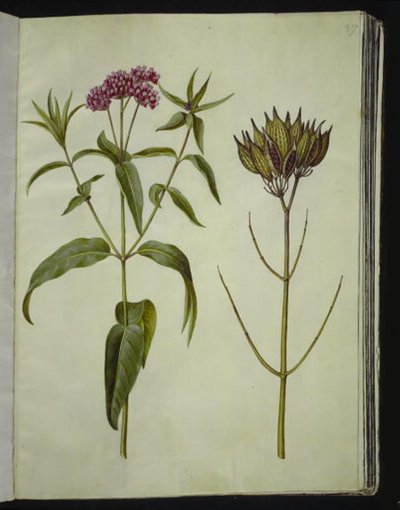 Asclepias incarnata (Rose-silkeplante) بواسطة هانز سيمون هولتزبيكر