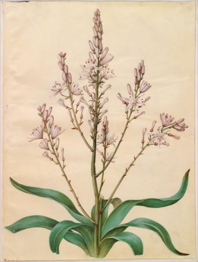 Asphodel ramosus (نرجس أخضر) بواسطة ماريا سيبيلا ميريان
