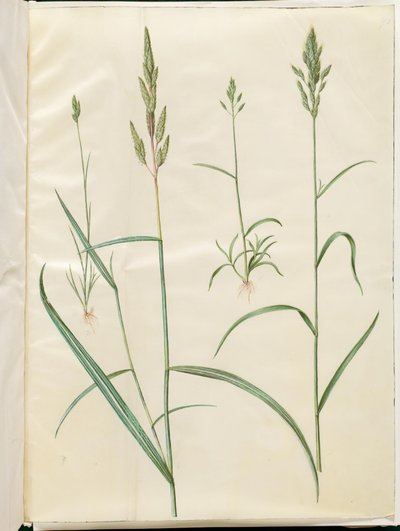 شعير البروموس (blød hejre) ؛ Phalaris arundinacea بواسطة هانز سيمون هولتزبيكر
