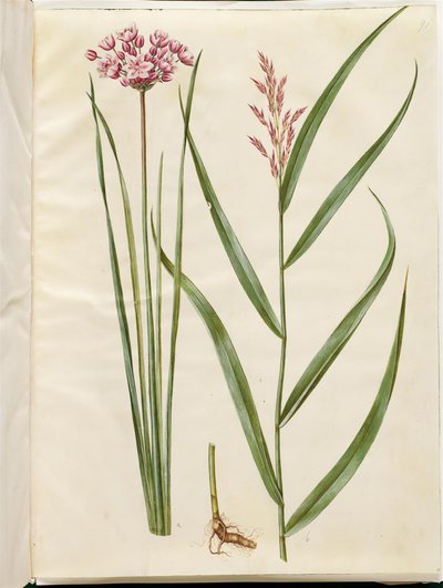 Butomus umbellatus (شمعة العروس) ؛ Phragmites australis (القصب المشترك) بواسطة ماريا سيبيلا ميريان