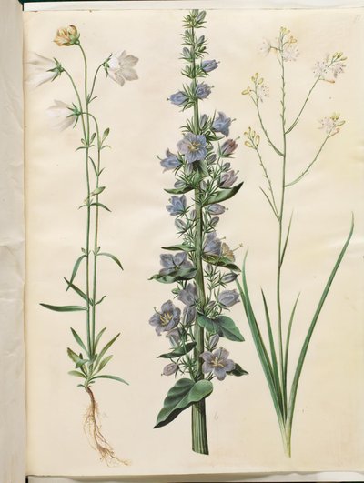 جريس بيرسيسيفوليا (سمالبلاديت كلوك) ؛ الجرس الهرمي (الهرم-كلوك) ؛ Anthericum ramosum (grenet edderkopurt) بواسطة هانز سيمون هولتزبيكر