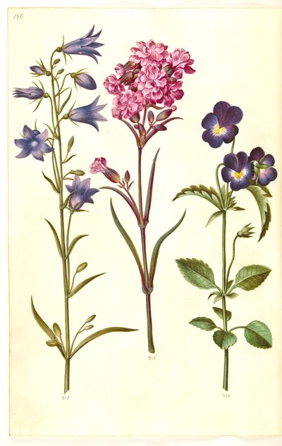 جريس rotundifolia (جرس صغير) ؛ سيلين فيسكاريا (قرنفل القطران الشائع) ؛ فيولا تريكولور (وطي عادي) بواسطة ماريا سيبيلا ميريان
