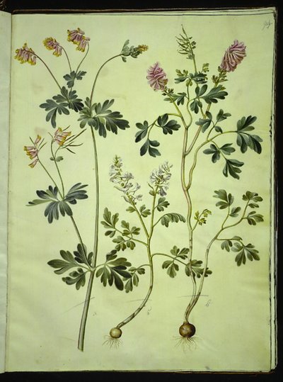 Capnoides sempervirens (المهرج) ؛ Corydalis Solida (لاركسبير طويل الجذعية) بواسطة ماريا سيبيلا ميريان