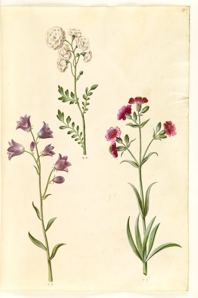 Cardamine pratensis (رشاد) ؛ كامبانولا روتونديفوليا (؟) (جرس صغير) ؛ Silene vulgaris (؟) (عثة المثانة) بواسطة هانز سيمون هولتزبيكر