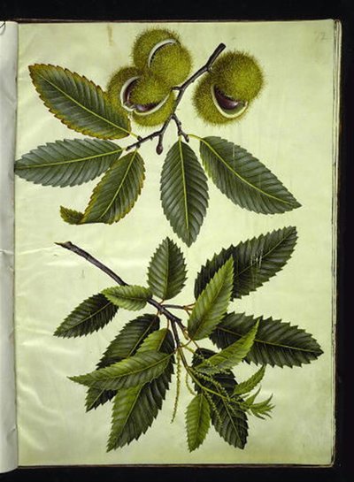 Castanea sativa (كستناء حقيقي) بواسطة ماريا سيبيلا ميريان
