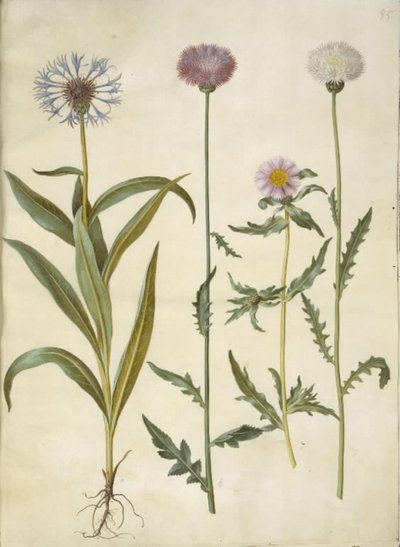 Centaurea montana (عقدة الجبل) ؛ Amberboa Moschata (رائحة السلطان) بواسطة هانز سيمون هولتزبيكر