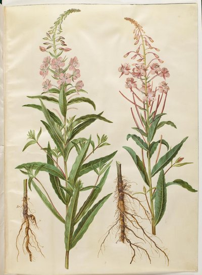 Chamerion angustifolium (smalbladet gederams) بواسطة هانز سيمون هولتزبيكر