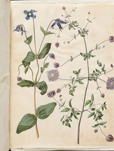ياسمين التكامل (blå staudeklematis) ؛ ياسمين فيتيكيلا (سكوفرانك إيطالي) بواسطة ماريا سيبيلا ميريان