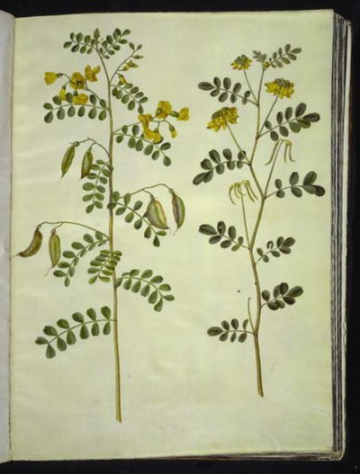 Colutea arborescens (عشبة المثانة الشائعة) ؛ Hippocrepis Emperus (بوش حدوة حصان) بواسطة ماريا سيبيلا ميريان
