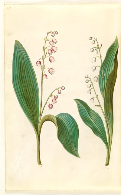 كونفالاريا المجالس الوردية (زنبق الوادي الأحمر) ؛ Convallaria majalis (Convallaria majalis) بواسطة ماريا سيبيلا ميريان
