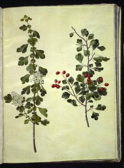 Crataegus laevigata (الزعرور الشائع) بواسطة ماريا سيبيلا ميريان