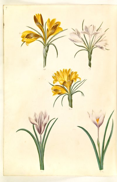 الزعفران أنجستيفوليوس (البلقان كروكس) ؛ الزعفران المبرقشة (alpe-krokus) ؛ الزعفران vernus (؟) (vår-krokus) بواسطة هانز سيمون هولتزبيكر