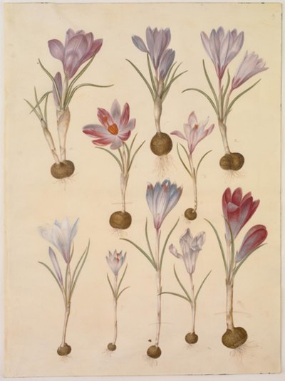 الزعفران vernus (زعفران الربيع) بواسطة هانز سيمون هولتزبيكر