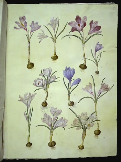 الزعفران vernus (زعفران الربيع) بواسطة هانز سيمون هولتزبيكر