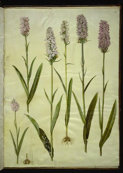 Dactylorhiza maculata (عشبة الوقواق المبقعة) بواسطة ماريا سيبيلا ميريان
