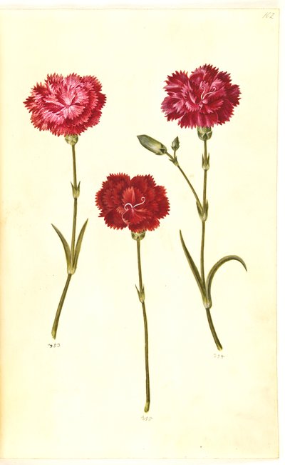 Dianthus caryophyllus (قرنفل الحديقة) بواسطة هانز سيمون هولتزبيكر