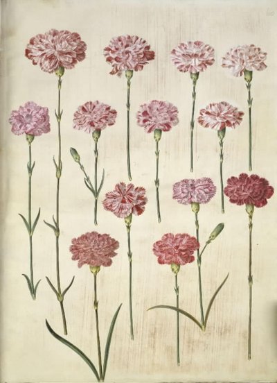 Dianthus caryophyllus (قرنفل الحديقة) بواسطة ماريا سيبيلا ميريان