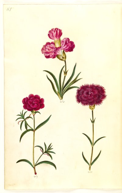 Dianthus caryophyllus (قرنفل الحديقة) بواسطة هانز سيمون هولتزبيكر